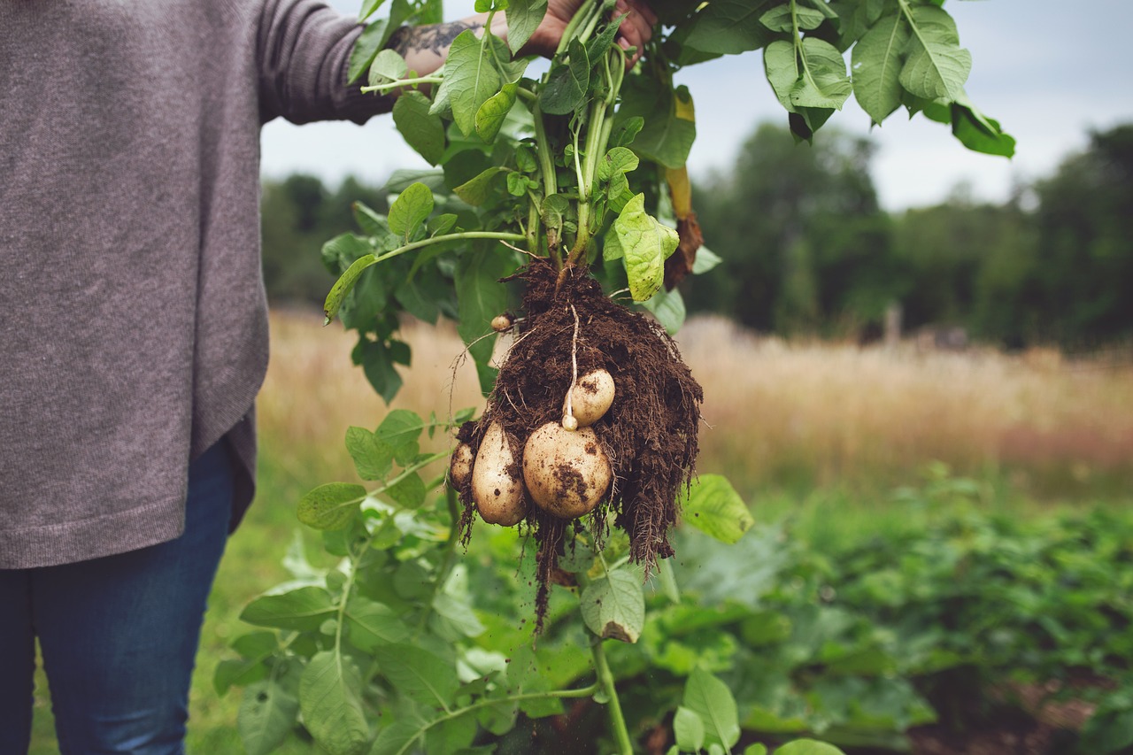 What is the Impact of Genetically Modified Foods on Our Environment?